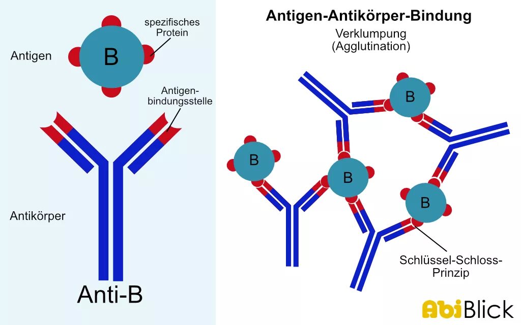 Экзогенные антигены. Иммунитет антитела антигены. Взаимодействие антигена с антителом. Антигены микробиология. Антигены и антитела микробиология.