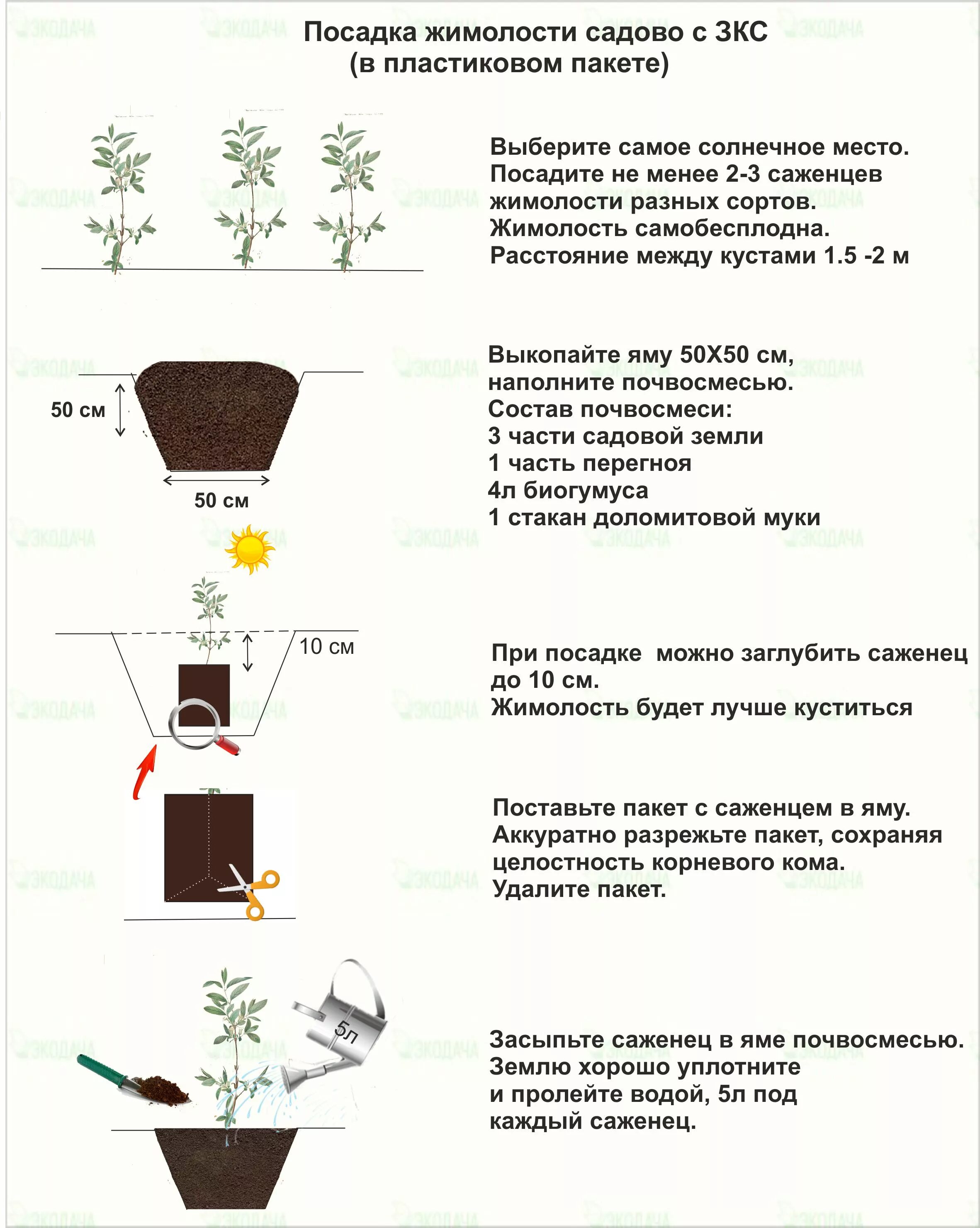 На каком расстоянии сажать жимолость. Схема посадки жимолости. Жимолость посадка весной в открытый грун. Схема посадки жимолости съедобной на участке. Жимолость схема посадки кустов.