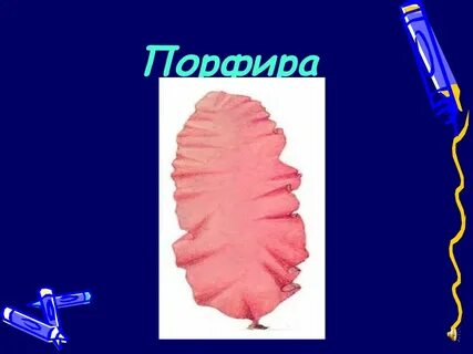 Порфира вид водорослей