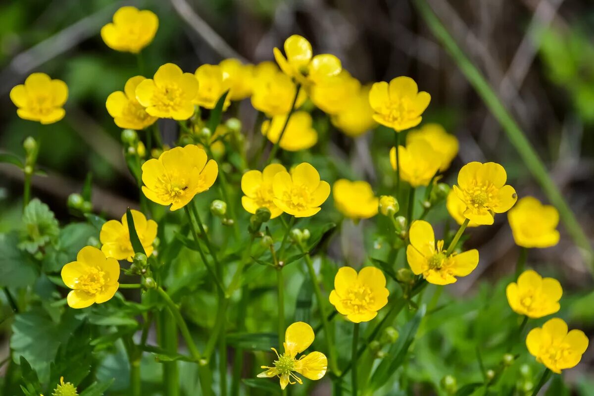 Чистяк калужницелистный. Как выглядит желтый цветок. Лютик саянский. Как выглядит желтый цветок. Желтый полевой цветок сложноцветные.
