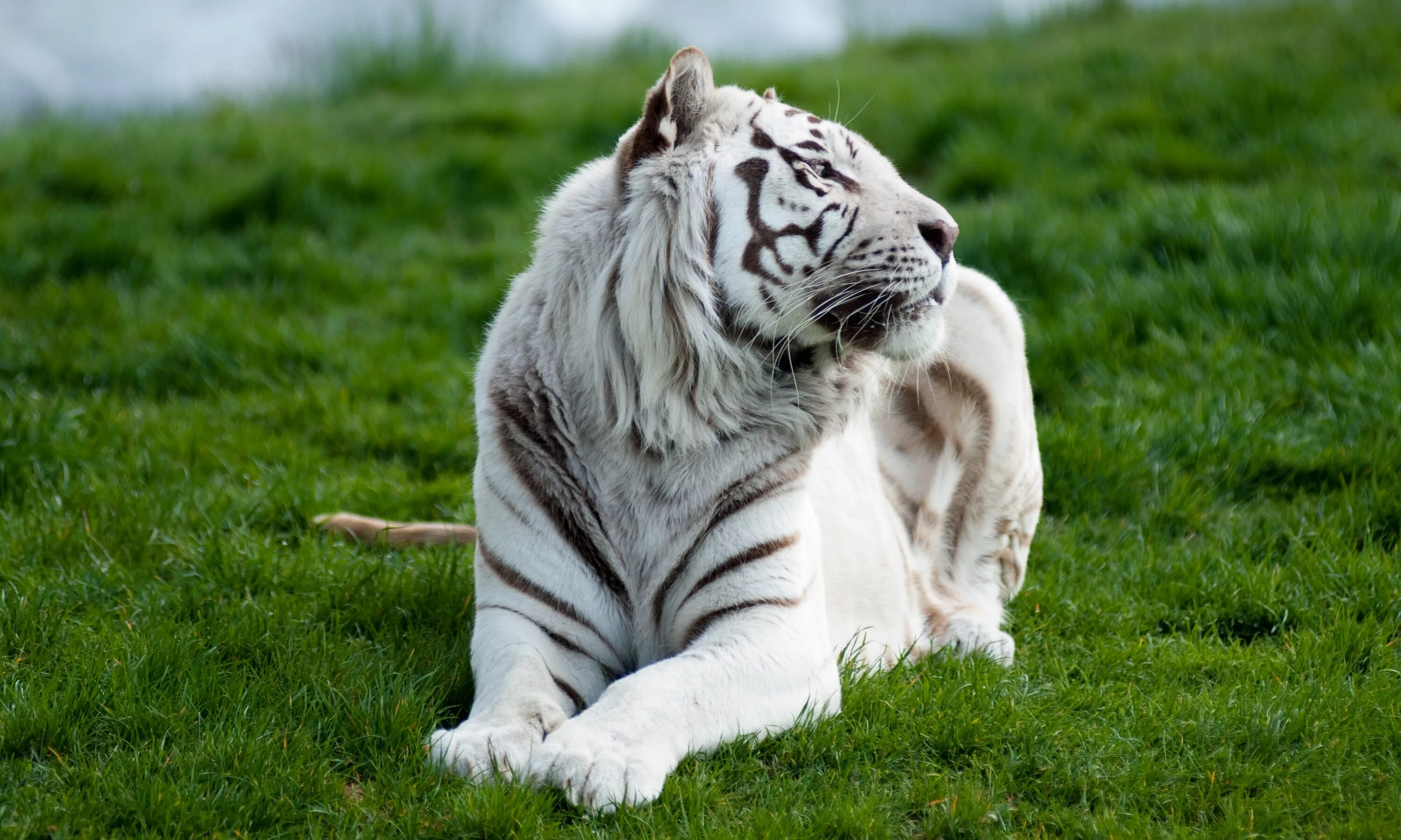 Какой тигр белый. Золотой тигр альбинос. Амурский тигр альбинос. Суматранский тигр альбинос. Бенгальский тигр альбинос.