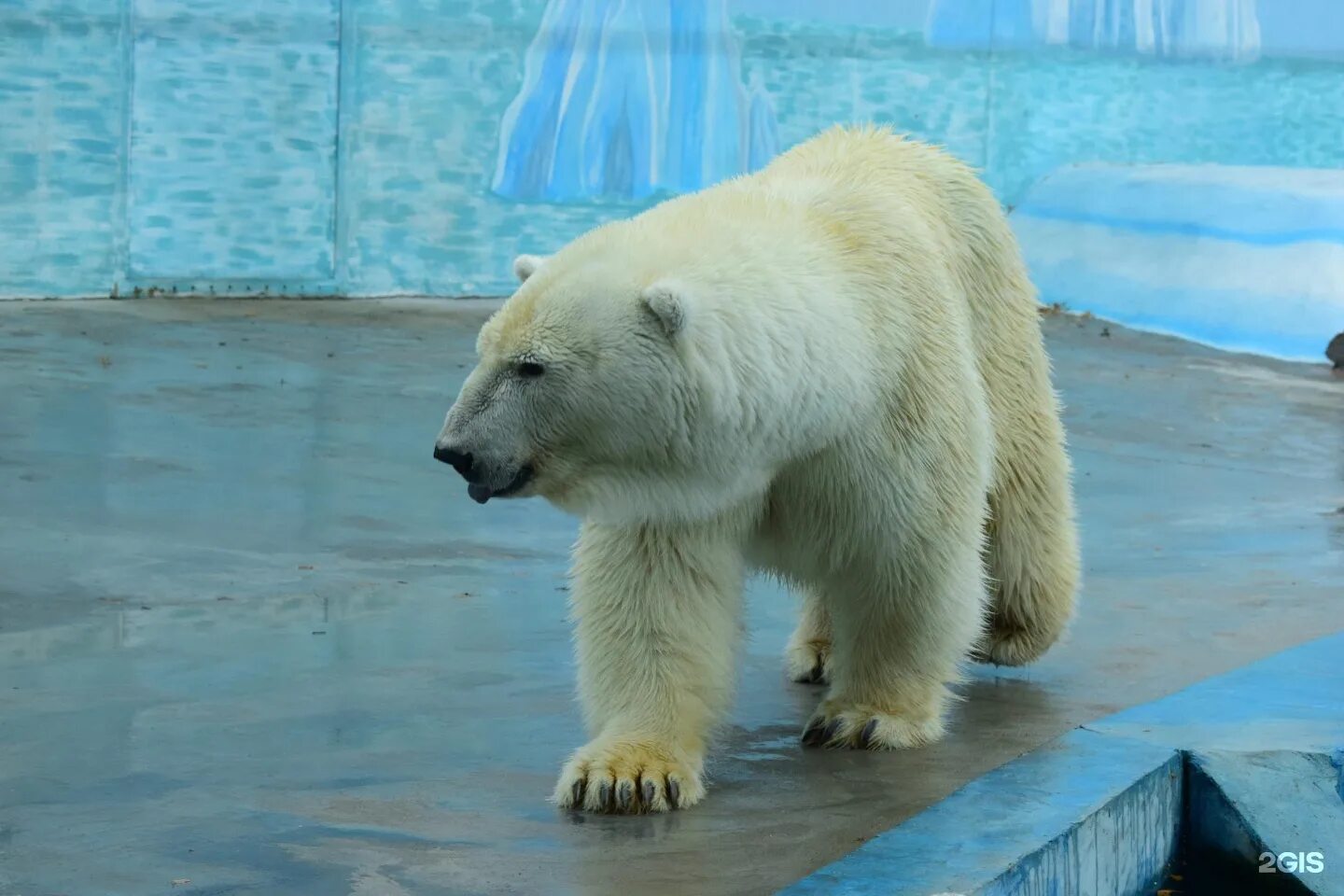 Диалоги о животных зоопарки. Зоопарк Лимпопо. Лимпопо Нижний Новгород. Зоопарк Нижний Новгород. Г. Нижний Новгород, зоопарк Лимпопо.