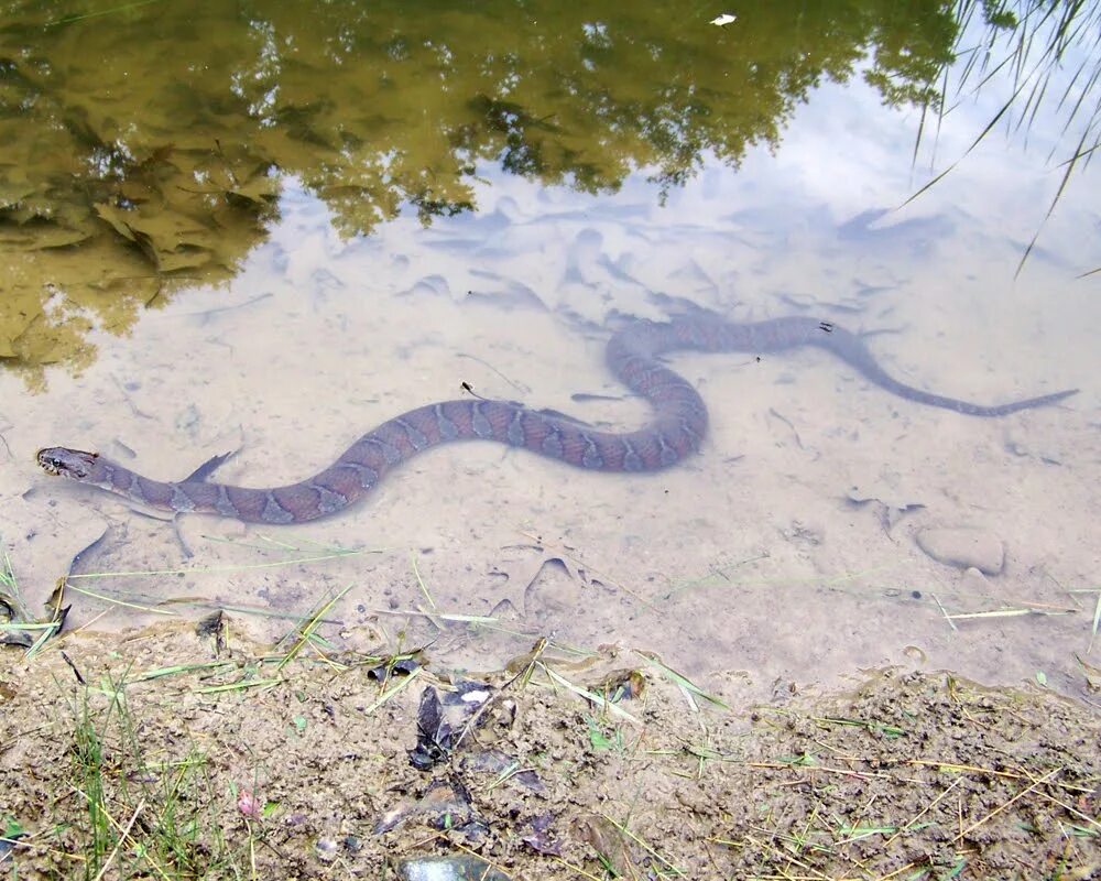 Гадюка водоплавающая. Змея в воде. Змея в речке. Пресноводные змеи.