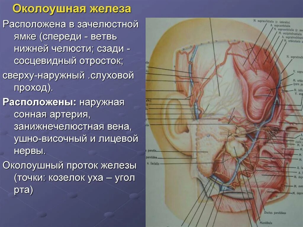 Топография околоушной железы. Околоушной проток анатомия. Топографическая околоушной слюнной железы. Наружная Сонная артерия околоушная железа. Нервы околоушной железы