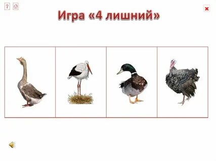Игра домашние птицы