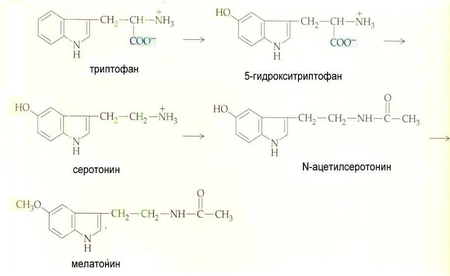 Синтез мелатонина. Схема синтеза серотонина из триптофана. Синтез серотонина из триптофана. Синтез дофамина из триптофана. Серотонин из триптофана реакция.