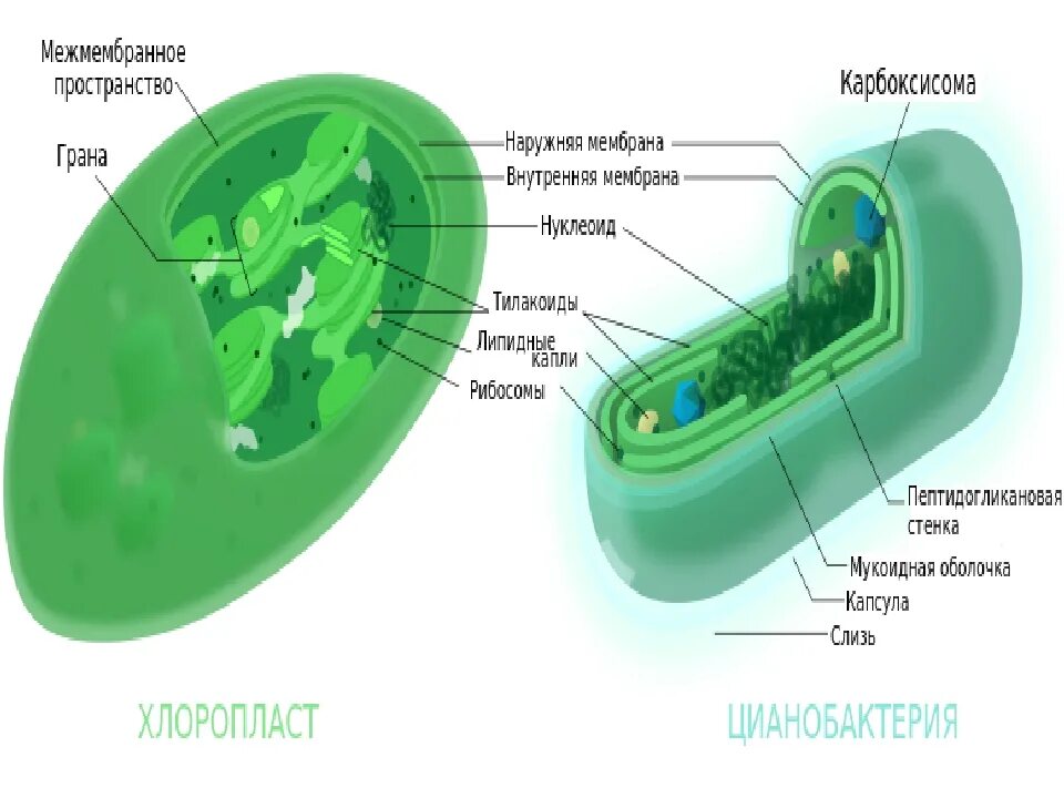 Хлоропласты зеленых водорослей. Строение клетки цианобактерий. Схема строения клетки цианобактерии. Хлоропласты у цианобактерий. Цианобактерия строение клетки 5 класс.
