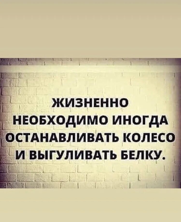 Жизненно необходимо иногда. Жизненно необходимо иногда останавливать колесо. Иногда нужно выгуливать белку. Иногда необходимо останавливать колесо и выгуливать белку. Жизненная необходимость истинное