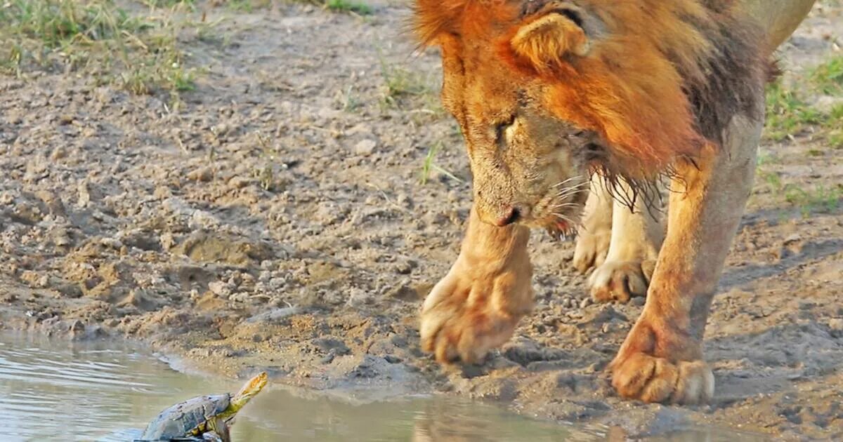 Лева попит. Лев пьеь. Лев пьет. Лев в воде. Лев пьет воду.
