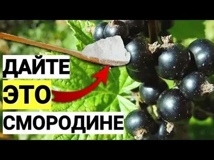 Крахмал для смородины