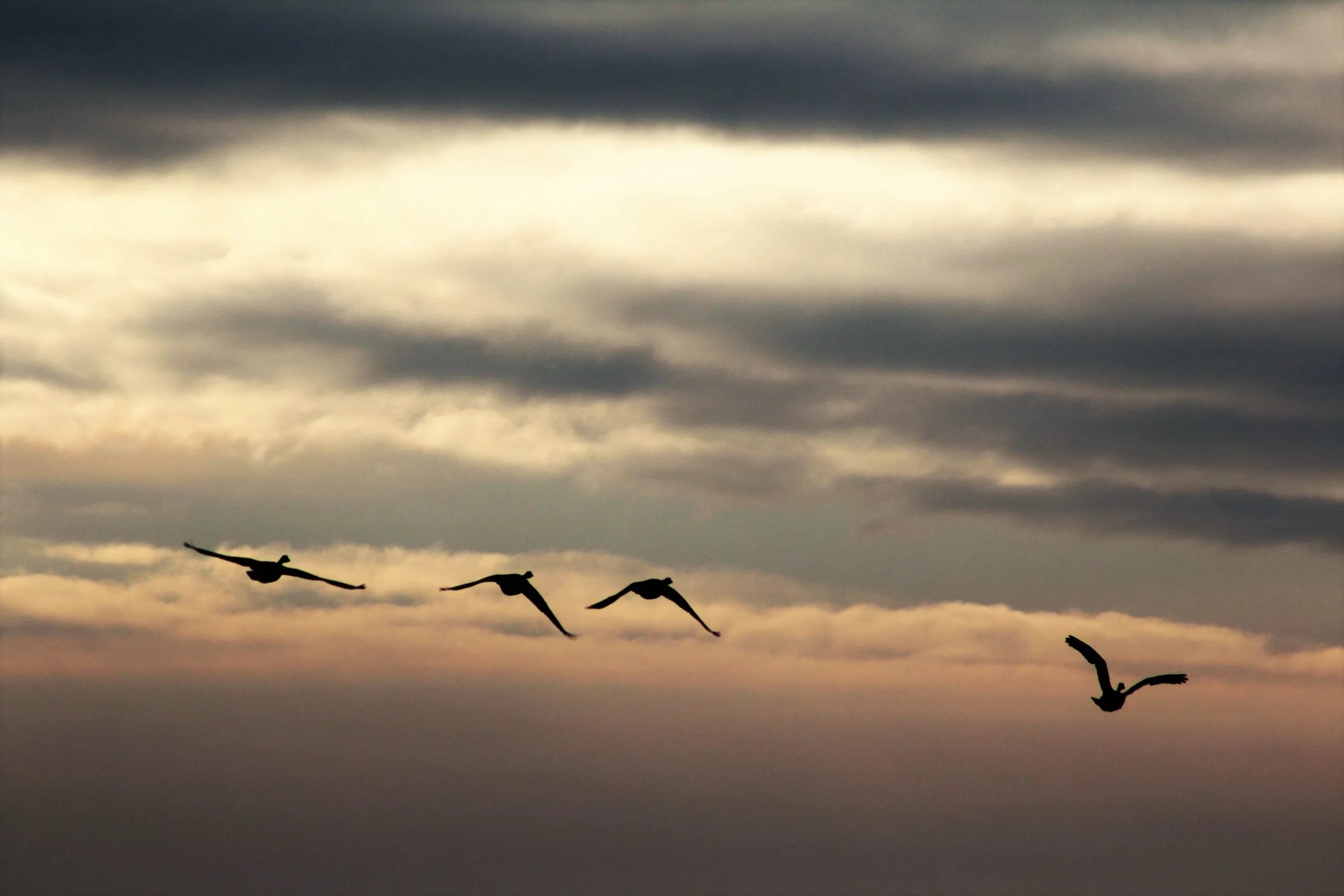 Песня птицы в небесах летают. Птицы в небе. Стая птиц. Миграция птиц. Птицы в облаках.