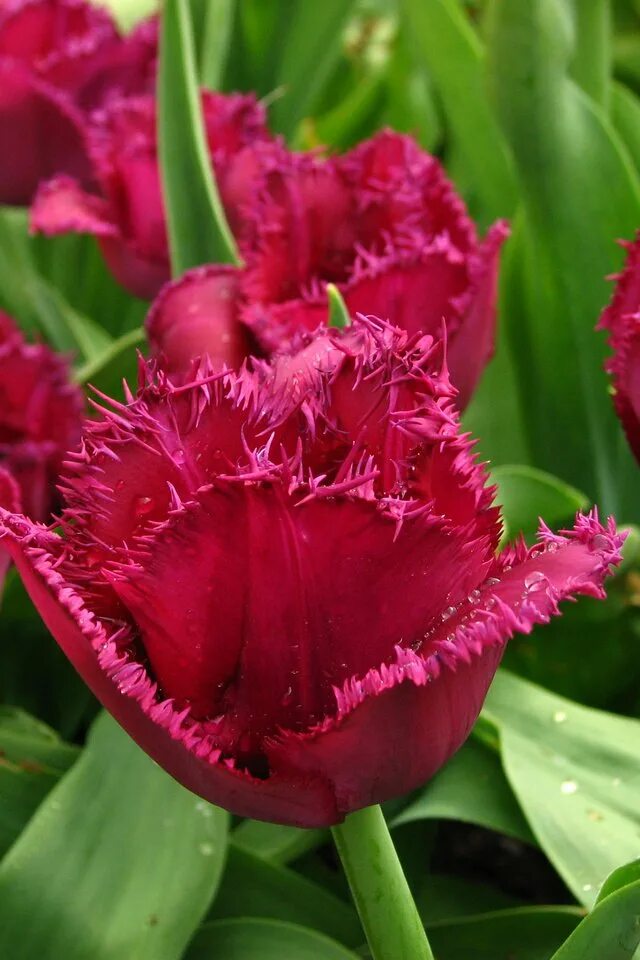 тюльпан блэк бин. тюльпан yellow valery. многоцветковый тюльпан purple. пушистые тюльпаны. тюльпан пуриссима кинг.