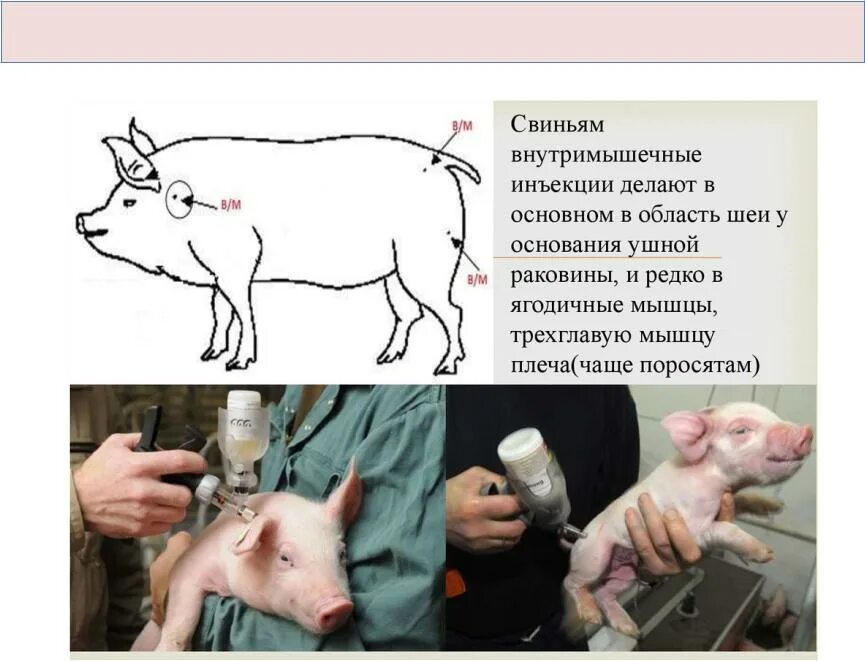 Инъекции свинье. Укол поросенку внутримышечно. Куда делать укол поросенку. Куда колоть поросятам уколы.