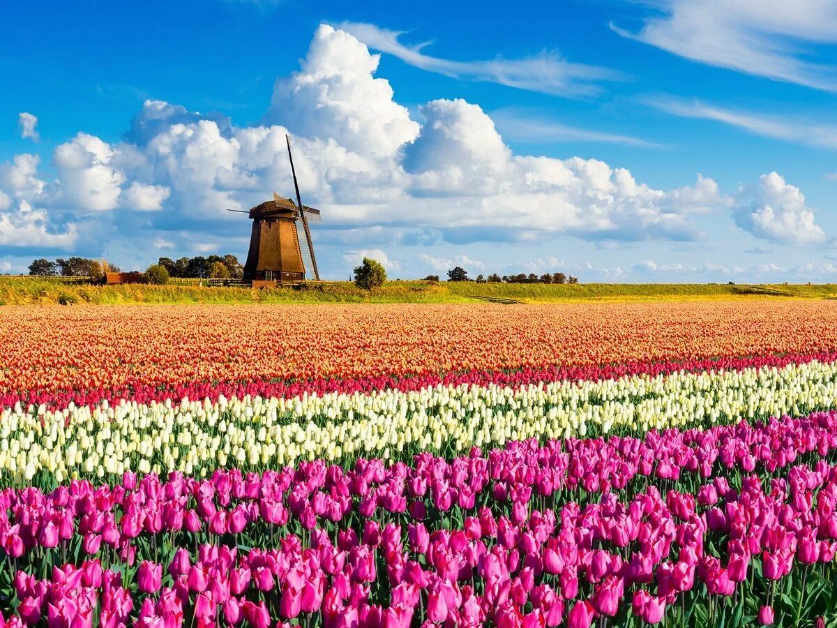 Где тюльпановые поля. Тюльпановые поля в Голландии. Кёкенхоф Нидерланды цветочные поля. Парк кёкенхоф Голландия мельница. Голландия тюльпановые поля мельница.
