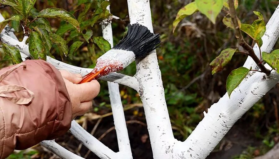 Чем можно побелить деревья. Осенняя побелка деревьев. Побелка плодовых деревьев. Побелка деревьев осенью. Покрашенные стволы деревьев.