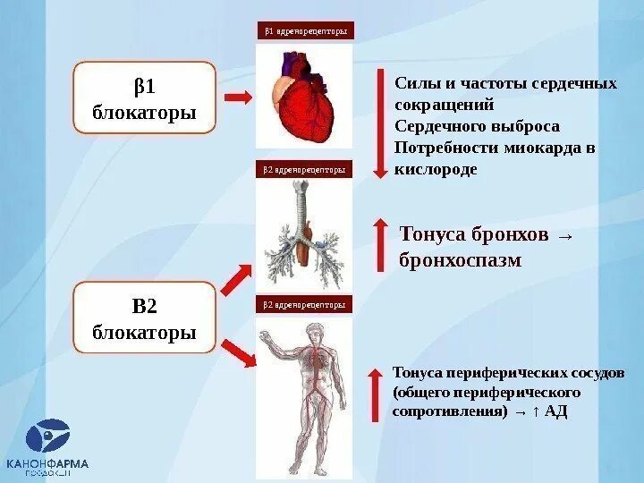 Сила сердечных сокращений. Уменьшение силы сердечных сокращений. Сила сокращения сердца. Уменьшение частоты и силы сердечных сокращений. Как изменяется сила сердечных сокращений