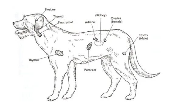 восполнения пароанальных желёз у собаки. строение эндокринной системы животных. железы внутренней секреции животных. система желез внутренней секреции собак. железы внутренней секреции собаки.