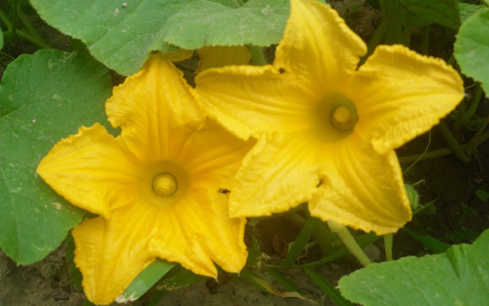 Семейство тыквенные цветок. Кабачок растение. Тыква цветет. Цветок тыквы. Растение cucurbita.