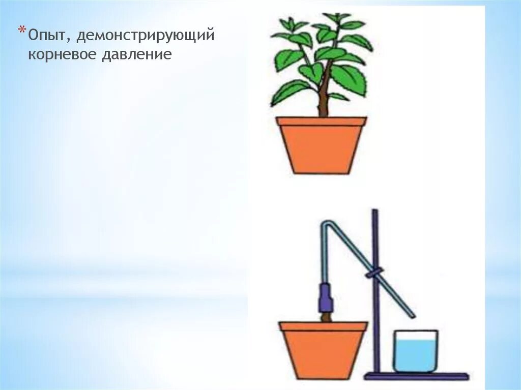 Опыт изображенный на рисунке служит доказательством биология. Опыт корневого давления растений. Опыт доказывающий наличие корневого давления у растений. Эксперимент доказывающий Корневое давление. Опыт Корневое давление 6 класс.