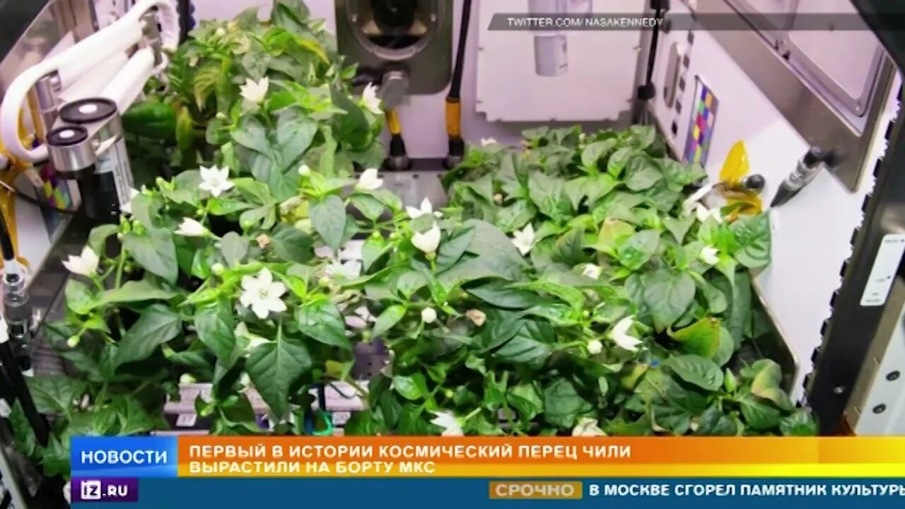 Какой овощ первый вырастили в космосе. Оранжерея Veggie МКС. Астронавты вырастили перец. Перец Чили на МКС. Первый зацветший цветок на МКС.