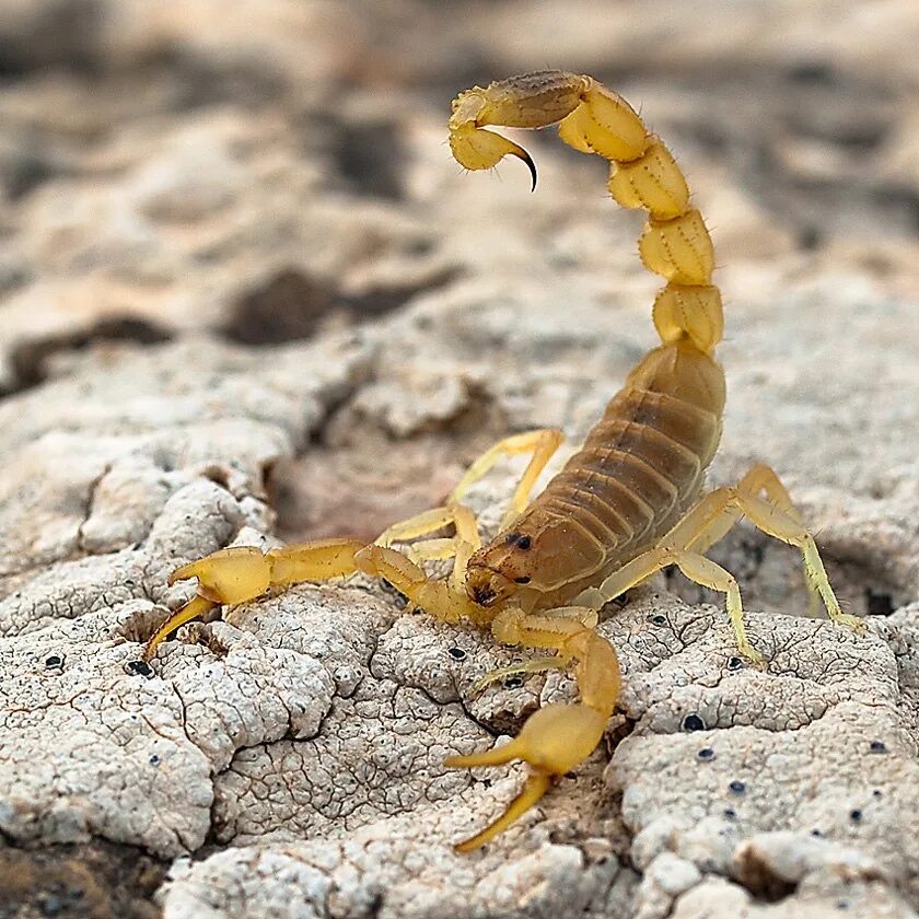 Палестинский Скорпион генурис. Скорпион Лейурус. Скорпион Leiurus quinquestriatus. Арабский толстохвостый Скорпион. Animals scorpions