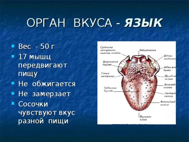 Язык орган чувств. Вкусовые рецепторы на языке. Доклад на тему орган вкуса.