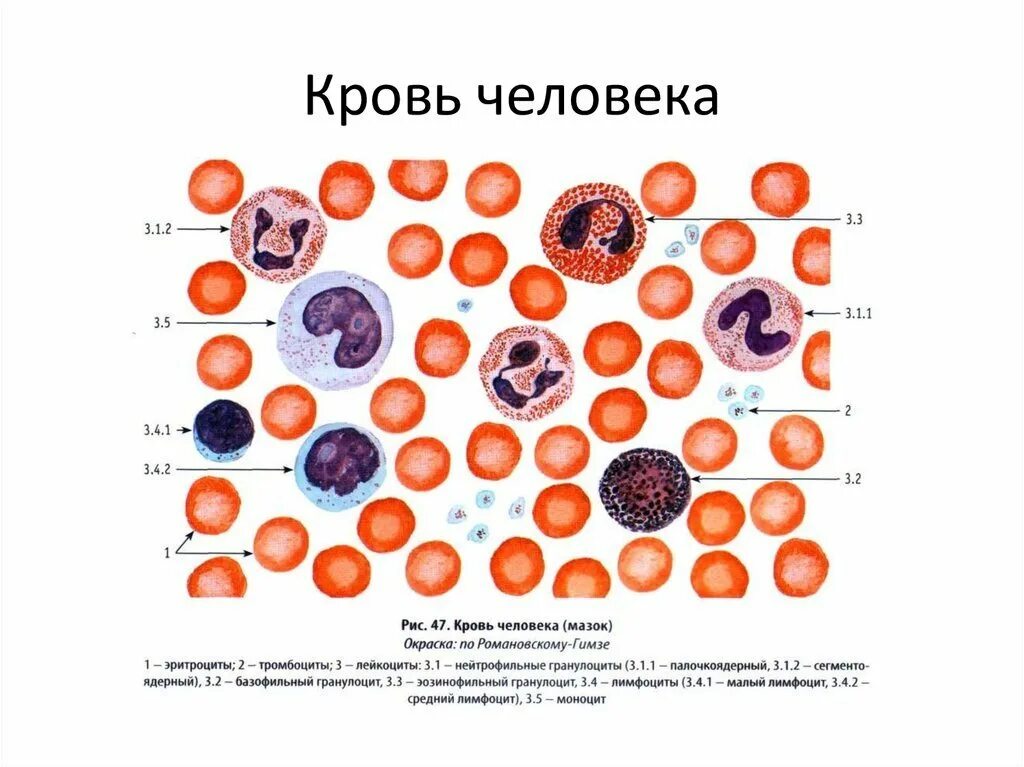 Форменные клетки крови гистология. Строение клеток крови рисунок. Клетки крови эритроциты лейкоциты тромбоциты рисунок. Тип клеток крови эритроциты лейкоциты. Элементы крови с ядрами