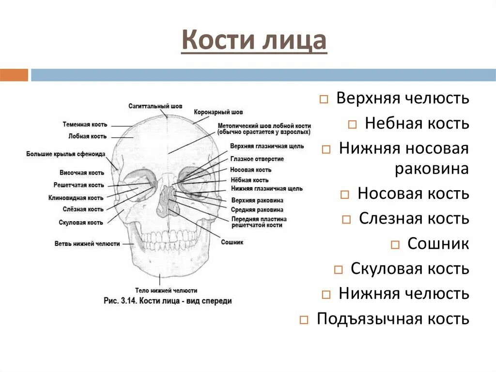 Скуловая и теменные кости. Кости лица. Строение лица кости. Кости на лице название. Названия кос ей на лице.