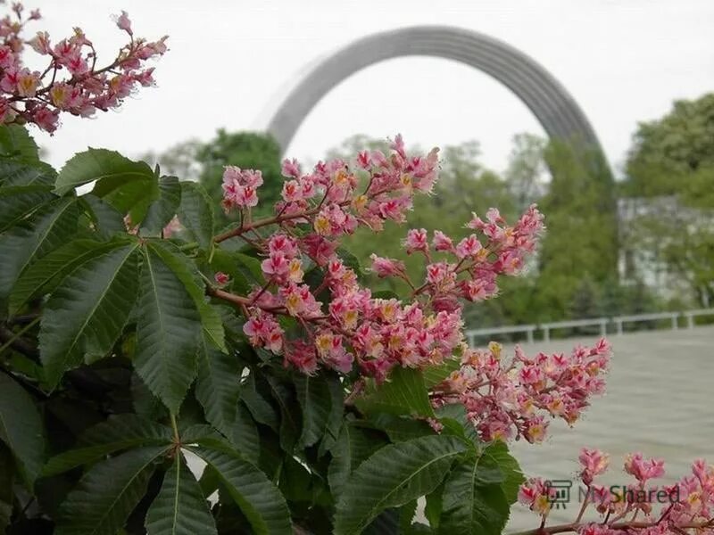 Весной в нашем дворе цветут каштаны. Каштаны на Крещатике. Киев каштаны цветут. Розовые каштаны Крещатик. Крещатик каштаны в цвету.