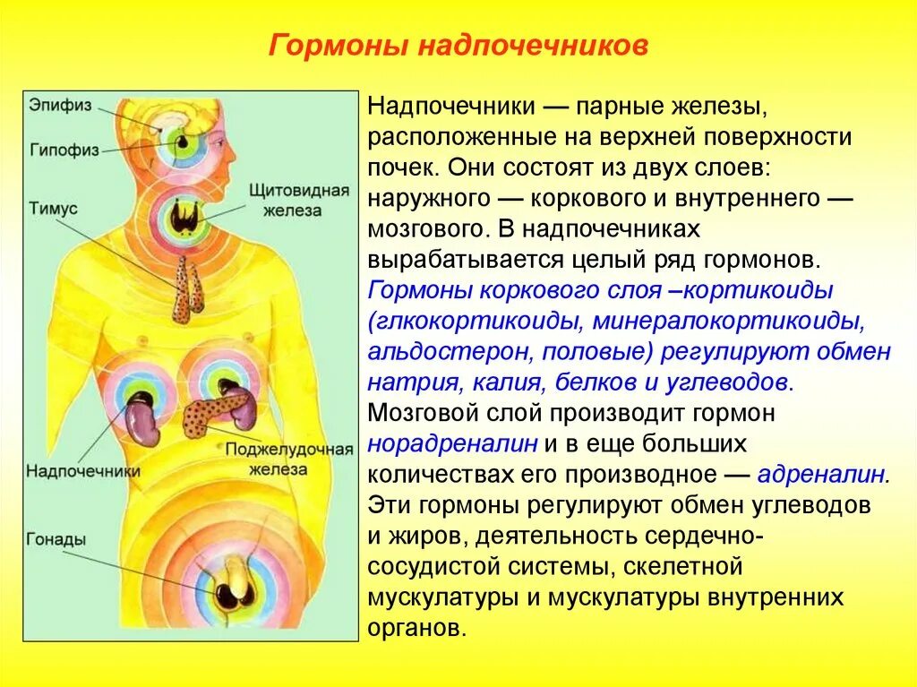 Железы живых организмов. Железы внутренней секреции гипофиз эпифиз. Железы внутренней секреции гипофиз надпочечники. Железы внутренней секреции щитовидная железа и гипофиз. Функции эндокринная система железы внутренней секреции.