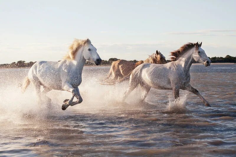 Лошадь бежит по воде. Белая лошадь Бегущая из воды. Породистая белая лошадь Бегущая из воды. Белая лошадь Бегущая из воды на меня.