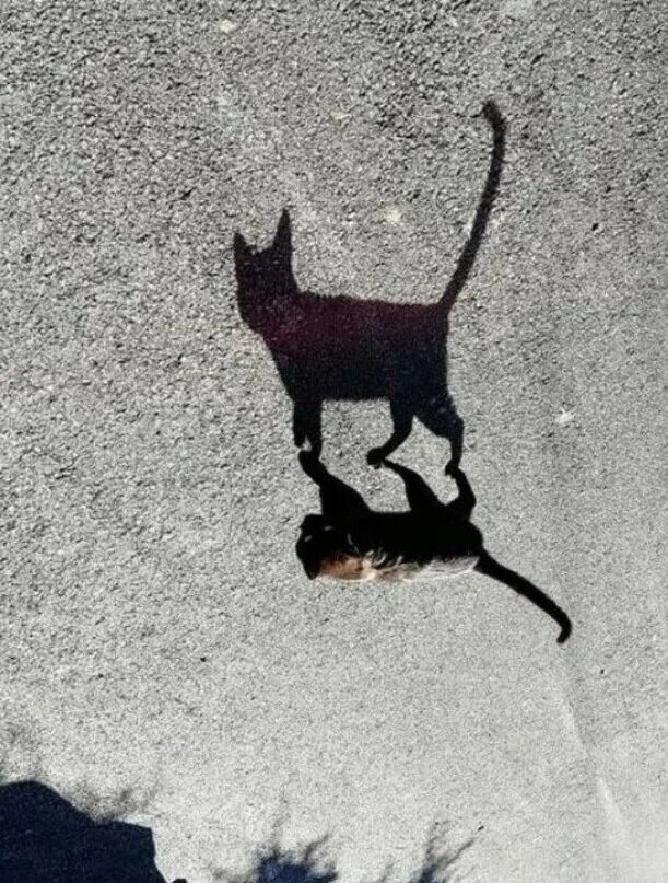 Забавные тени. Интересные тени от предметов. Необычные тени. Странные тени от предметов. Причудливые тени.