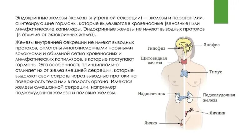 Эндокринная система внешней секреции. Эндокринная система железы внутренней и внешней секреции. Гормоны желёз внешней секреции. Эндокринная система железы внешней секреции. Чем характеризуются железы смешанной секреции