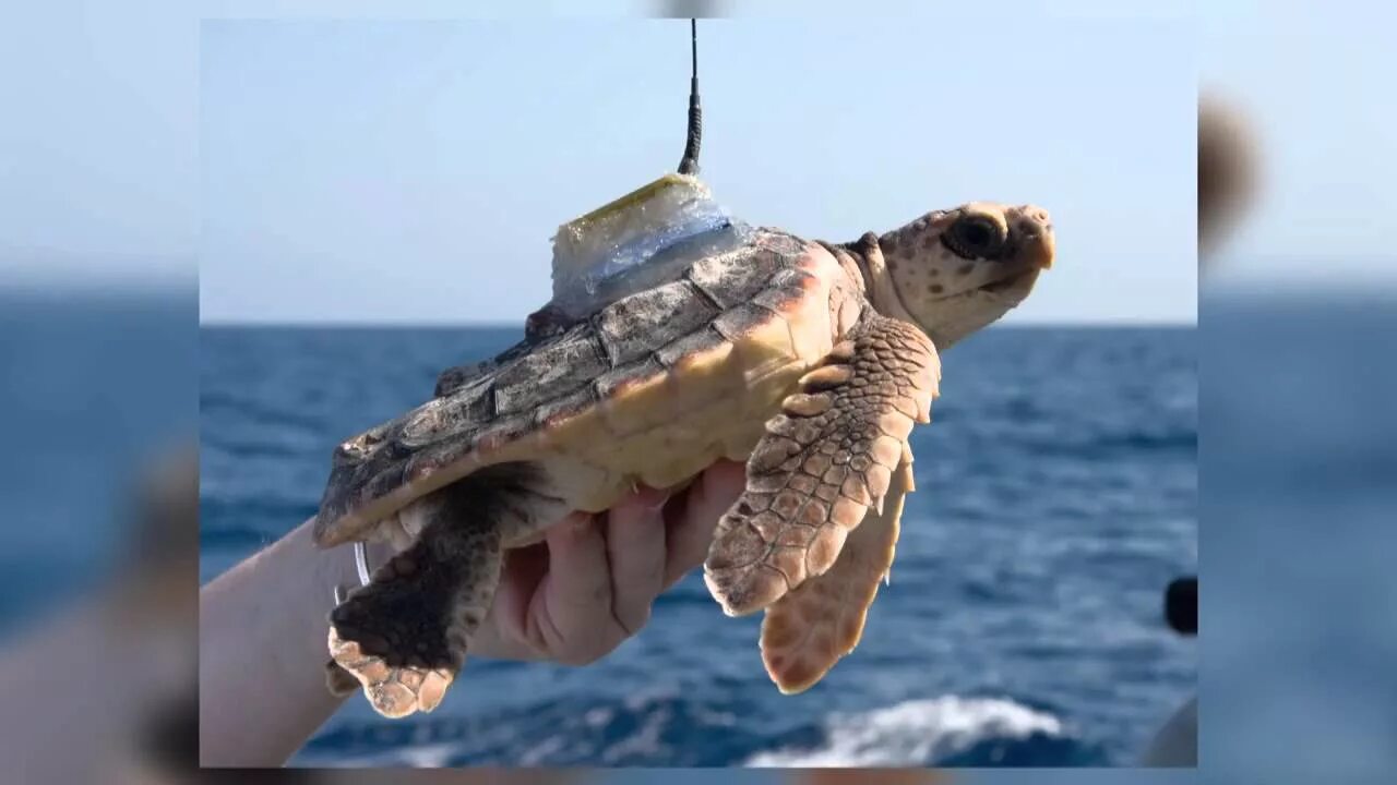 Морские желуди на черепахах. Паразиты на морских черепахах. Наросты на морских черепахах. Морские желуди на черепахах. Рачки балянусы.