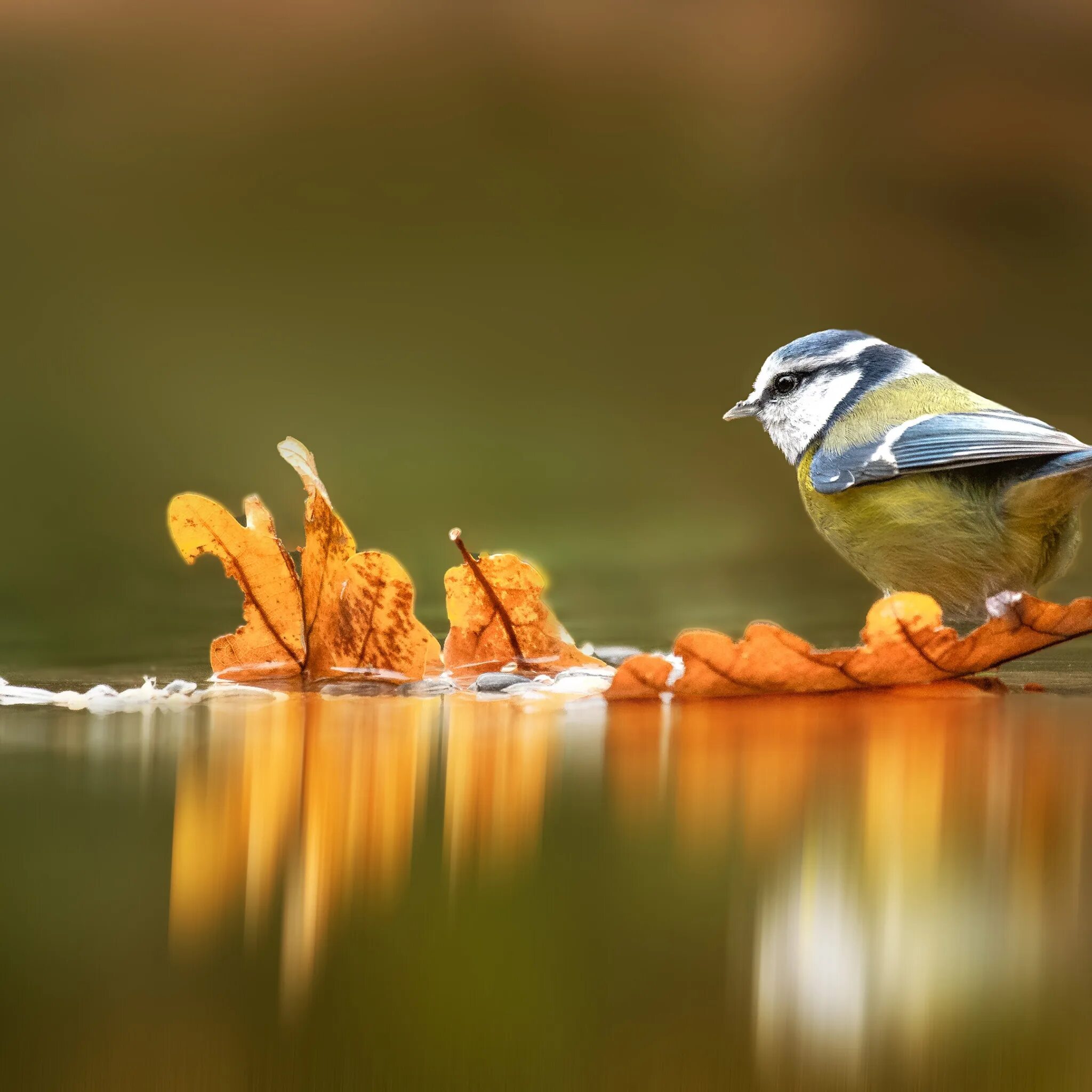 Autumn birds. Птицы осенью. Синичка. Синица осень. Синичка осенью.