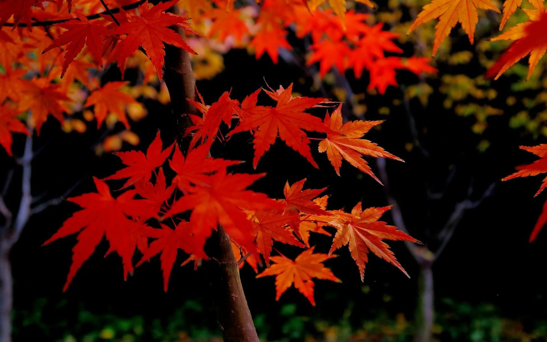 тёплая осень. соченение на тему осен. клён канадский мелколистный. лист японского клена красный. осенний лист красный с желтым.