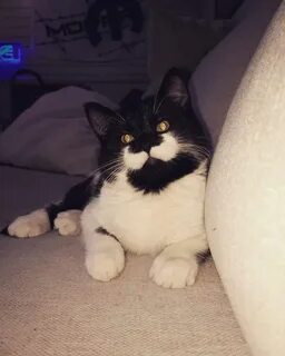 My sister the cat