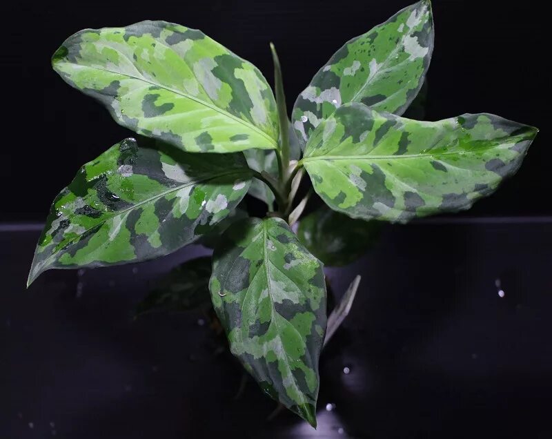 Аглаонема камуфляж. Аглаонема pictum tricolor. Аглаонема крит. Аглаонема камуфляж. Аглаонема филодендрон.