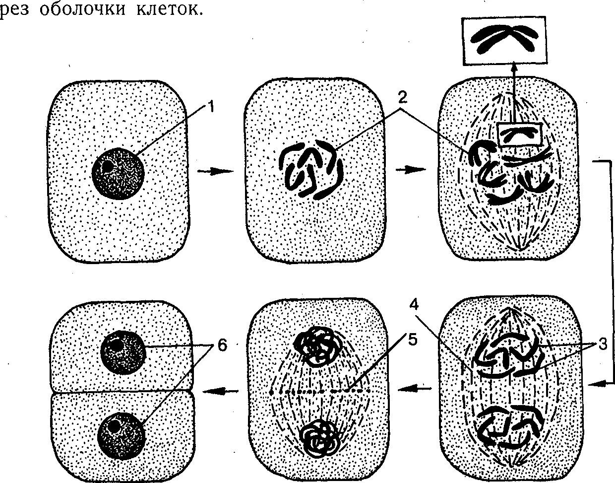 Схема деление клетки 6 класс биология. Схема деления растительной клетки 5 класс биология. Процесс деления клетки 6 класс биология. Процесс деления клетки 6 класс.