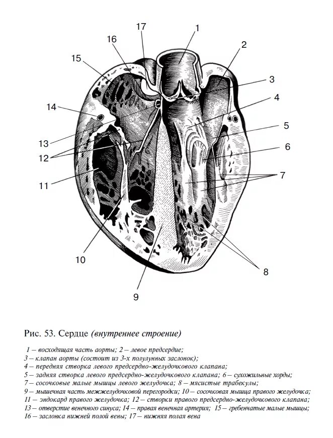 Какая структура сердца человека изображена на рисунке. Внутреннее строение сердца анатомия. Строение человеческого сердца схема. Внешнее строение сердца анатомия схема. Схема внутреннего строения сердца.
