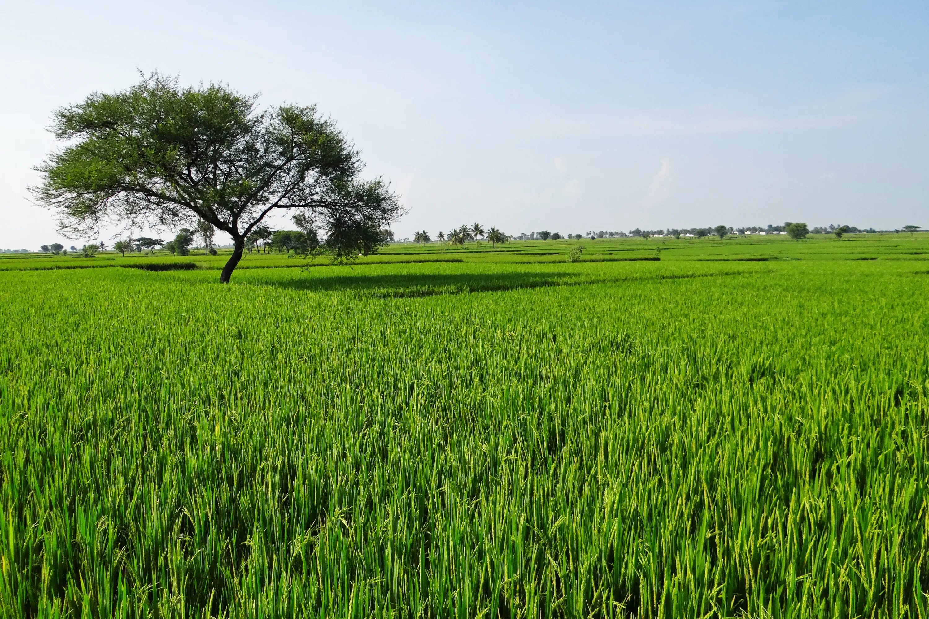 Bangladesh рис Rice. Рисовое дерево. Поле риса. Индия поля. Related field