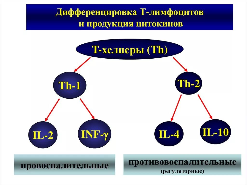 Т-хелперы th1 и th2. Дифференцировка т хелперов типов th1 и th2. Т хелперы в иммунном ответе. Дифференцировка т хелперов 1 и 2 типа. Группы лимфоцитов