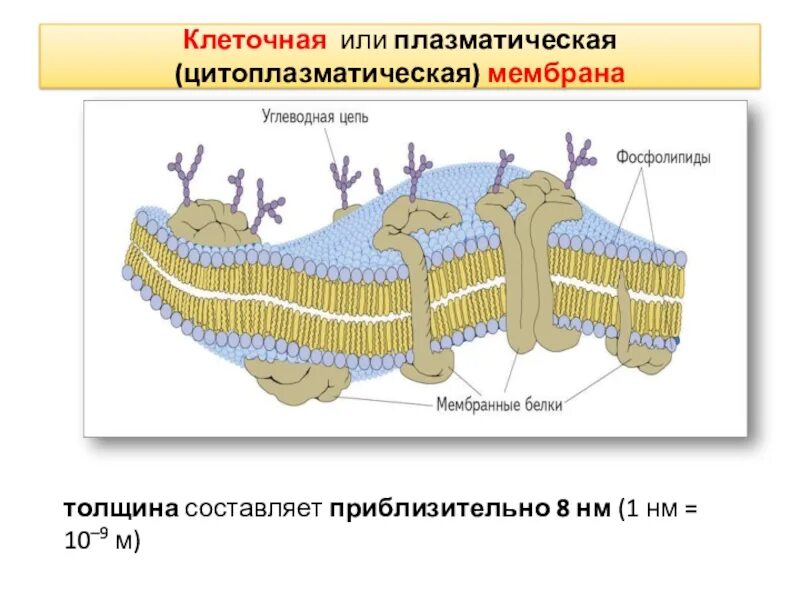 Структура клетки плазматическая мембрана. Транспортная функция плазматической мембраны. Цитоплазматическая мембрана и клеточная мембрана. Строение плазматической мембраны. Строение и функции плазматической