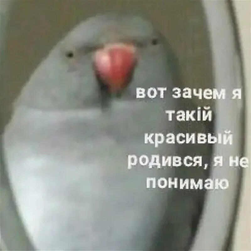 Почему он такой красивый. Почему он такой красивый