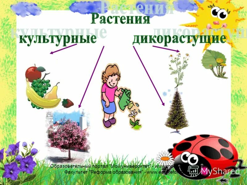 Дикорастущие и культурные растения. Деревья дикорастущие и культурные. Комнатные и дикорастущие растения. Культурные растения природа. Распределите культурные растения по группам