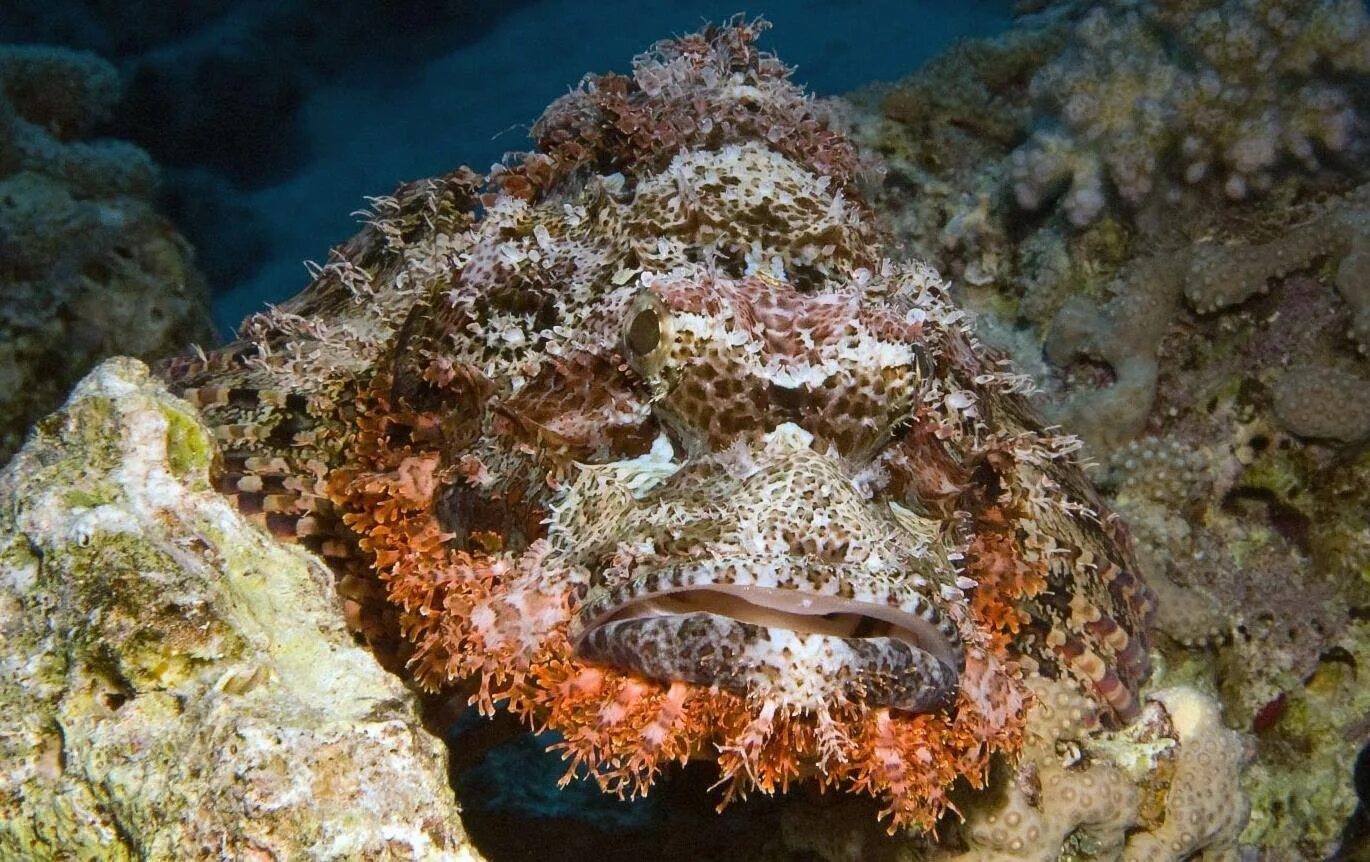 Скорпена рыба красное море. Черноморская скорпена-ёрш. Скорпена Черноморская красная. Рыба скорпена бородавчатка.