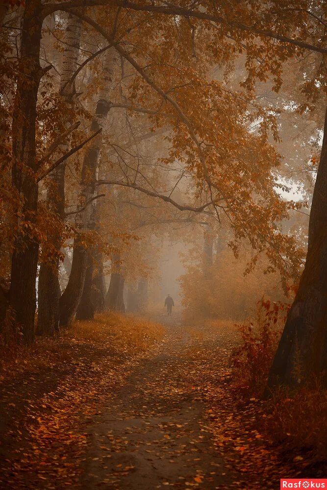 почему осенью на дальнем востоке дождь. однажды осенью. запесочная истории в картинках. однажды осенью. однажды осенью книга.