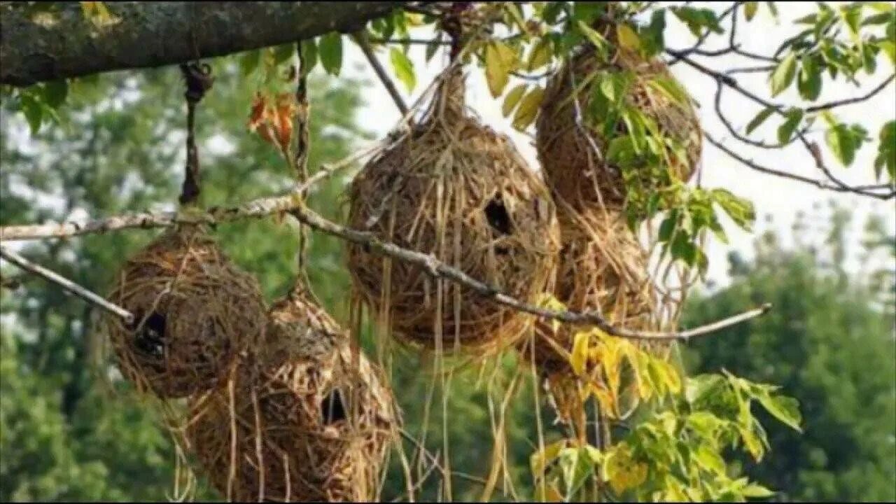 Гнезда птиц видео для детей. Дубонос гнездо. Шалашник птица гнездо. Гнездо касиков. Гнездо Вердфольнира.