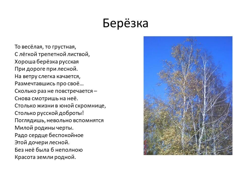 Н.Е.Палькин берёзка. Стихи Палькина. Стих Палькина Березка. Палькин стихи для детей.