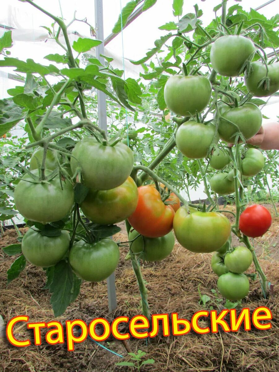 Старосельский томат описание. Сорт помидор вера. Томат старосельский характеристика и описание. Сорт томата старосельский. Старосельский томат описание.